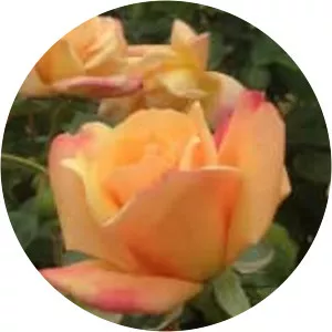 Rosa ‘Sutter's Gold'