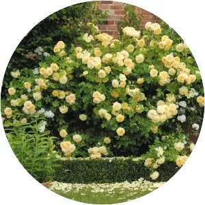 Rosa ‘Teasing Georgia' - 