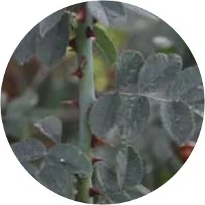Rosa tomentosa