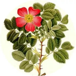 Rosa villosa