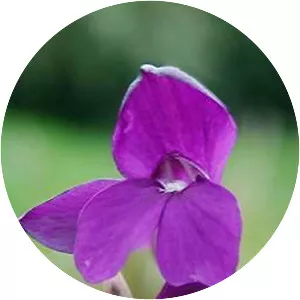 Roscoea humeana