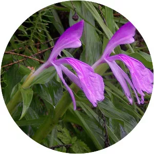 Roscoea purpurea
