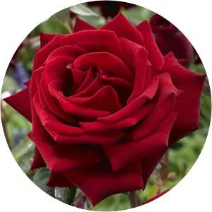 Rose Musician - Singer