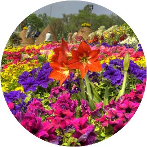 Rose and Jasmine Garden - 