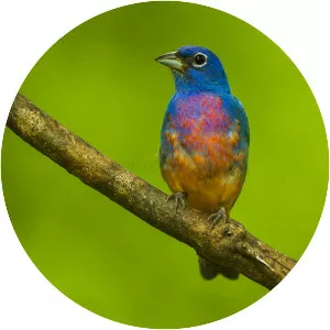 Rose-bellied bunting - Bird