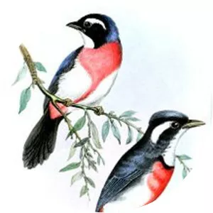 Rose-breasted chat - Bird