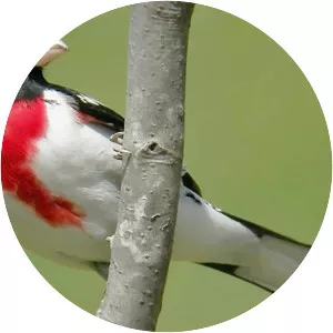 Rose-breasted grosbeak