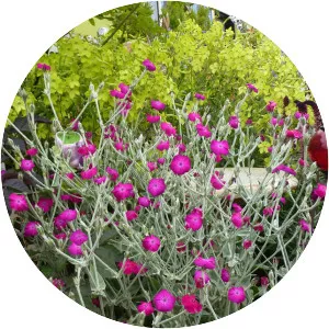 Rose campion