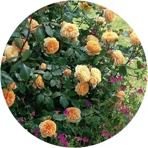 Rose Crown Princess Margareta - 