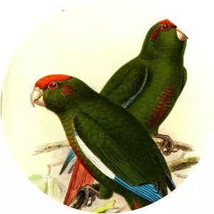 Rose-crowned parakeet