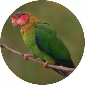 Rose-faced parrot