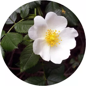 Rose family - Plants