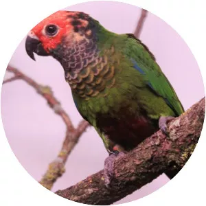 Rose-fronted parakeet