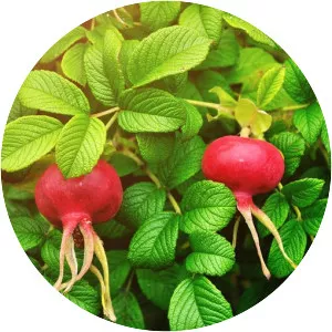 Rose hip
