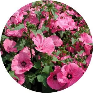 Rose mallow