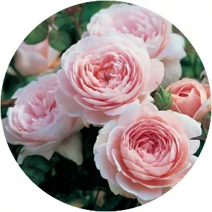 rose 'Queen of Sweden'