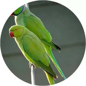 Rose-ringed parakeet - Birds
