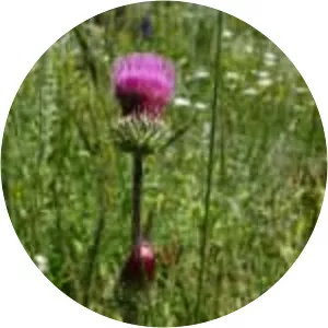 Rose thistle
