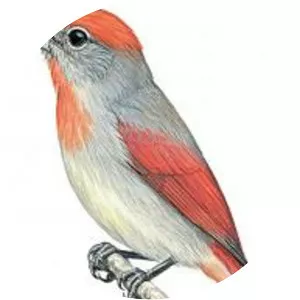 Rose-throated tanager