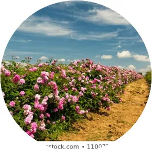 Rose Valley, Bulgaria photograph