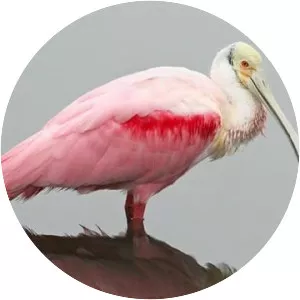 Roseate spoonbill