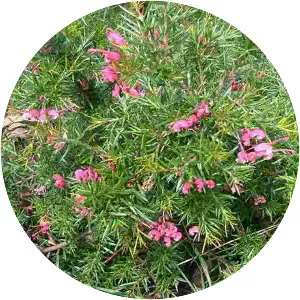 Rosemary grevillea