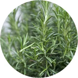 Rosemary