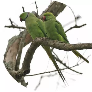Rose-ringed Parakeets