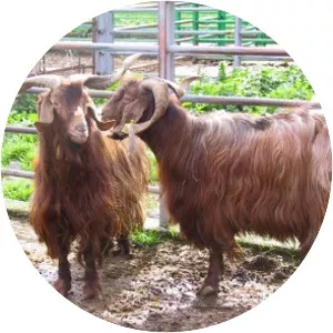 Rossa Mediterranea - Domestic goat breed
