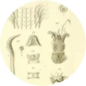 Rossia palpebrosa - Animal