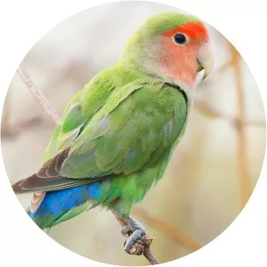 Rosy-faced lovebird