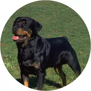 Rottweiler - Dog breed