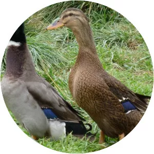 Rouen duck - Domestic duck breed
