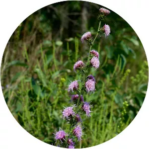 Rough blazing star - Plants