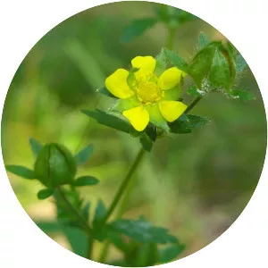 Rough cinquefoil
