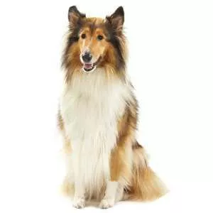 Rough Collie