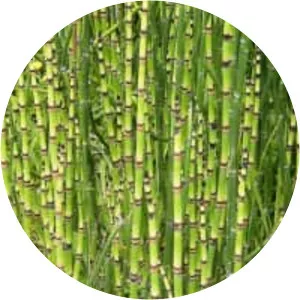 Rough horsetail