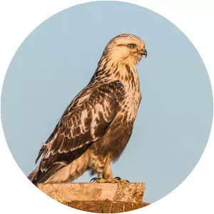 Rough-legged buzzard