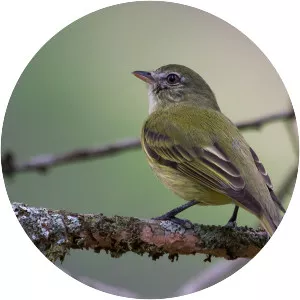 Rough-legged tyrannulet
