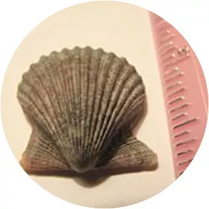 Rough scallop