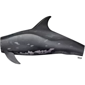Rough-toothed dolphin