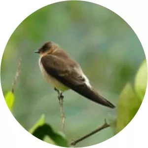 Rough-winged swallows - Birds