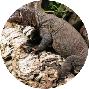 Roughneck monitor lizard