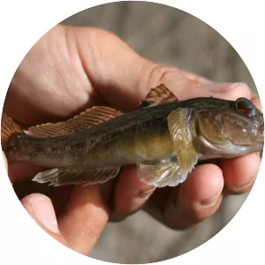 Round goby