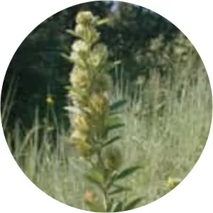 Round-headed bush clover