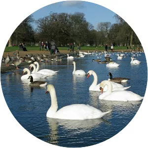 Round Pond - Lake in England