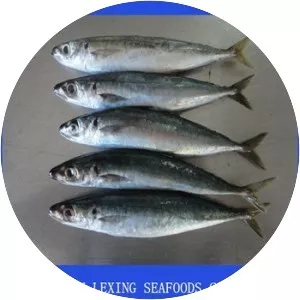 Round scad - Fish