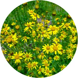 Roundleaf ragwort - Plants