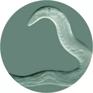 Roundworm