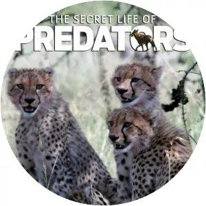 Rovdjurens hemliga liv - TV program